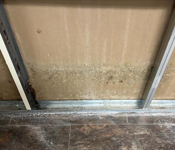 Microbial growth is seen on the back of drywall.