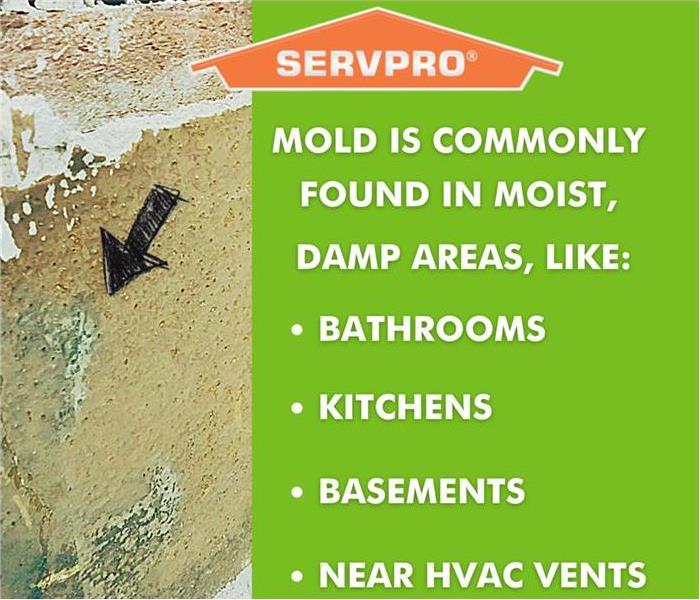 Common locations to find mold: bathrooms, kitchens, basements, near HVAC ducts.